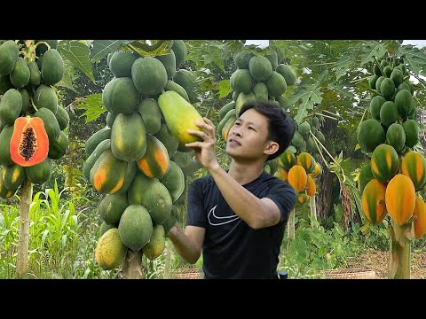 2 Year living in forest, Harvesting wild papaya go to market sell. Fishing and cooking