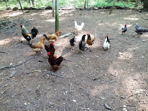 Educational Playcare Chicks Love their New Home!