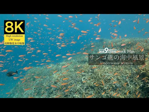 【8K 水中映像】サンゴ礁の海中風景 / Underwater scenery / Iriomotejima-island Okinawa