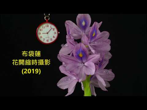 2019布袋蓮花開縮時攝影