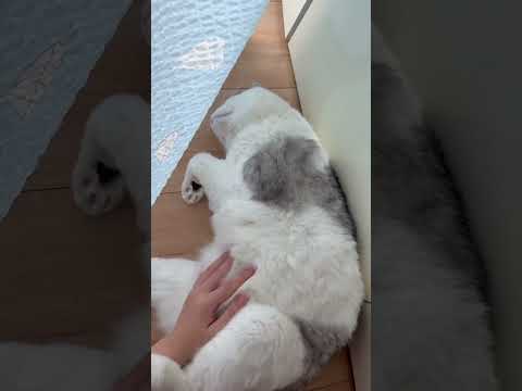 유일하게 맹수가 순해지는 시간 #cat #shorts