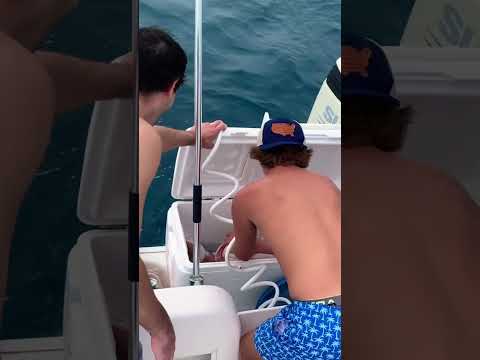 CUSTOMER GETS HAND BITTEN BY GROUPER #shorts #FISHING #GROUPER #naples #FUNNY