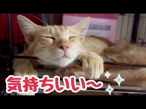 暑さのせいか脱力しきった姿で眠る母猫とあざと可愛い子猫