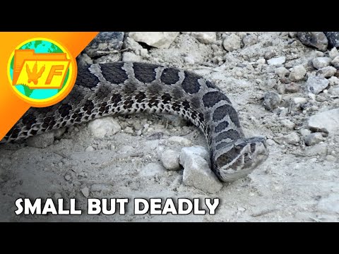 The Massasauga Rattlesnake -- How Venomous is it?