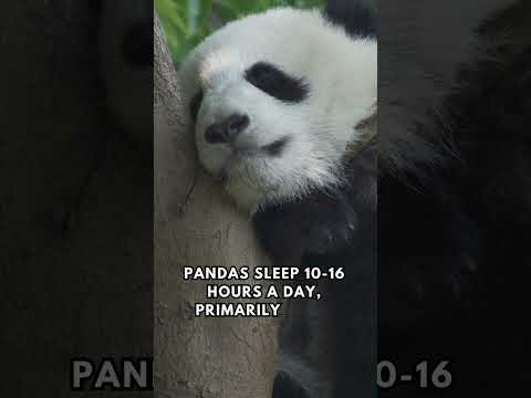 Sleepy Pandas 🐼💤: How Many Hours Do Pandas Sleep Each Day? #PandaSleep #WildlifeFacts