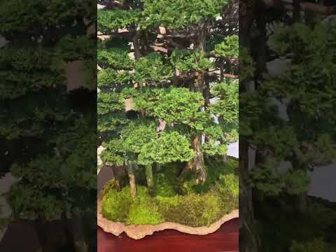 98th Kokufu Bonsai Exhibition. #bonsai #bonsaiexhibition #盆栽 #kokufu