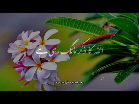 Jab Aap Ka Dil ❤️🥀 | Islamic WhatsApp Status |