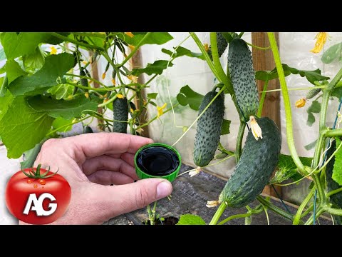 Fertilize cucumbers with this in June and they will bear fruit for a very long time