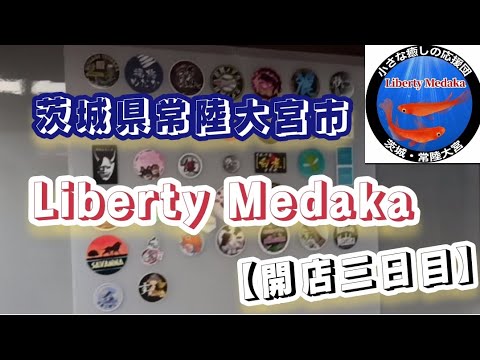 メダカ屋、開店三日目✨Liberty Medaka✨#メダカ #メダカ屋 #メダカ専門店 #めだか #改良メダカ #libertymedaka #茨城メダカ #リバティメダカ  #めだか好き