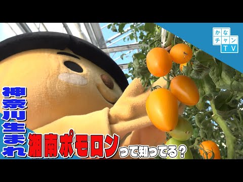 神奈川生まれの野菜～湘南ポモロンってな～んだ？～