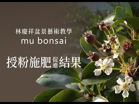 春∣開花如何施肥授粉促進結果 ◤林慶祥盆景藝術教學◢ Bonsai in Taiwan