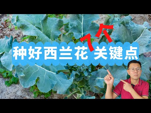 种好西兰花的7个关键点：时间，品种，施肥，浇水，实现高产