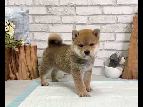 Red Shiba Inu - Shiloh