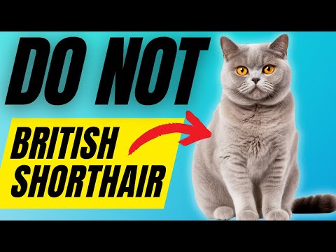 7 Reasons You SHOULD NOT Get A British Shorthair Cat