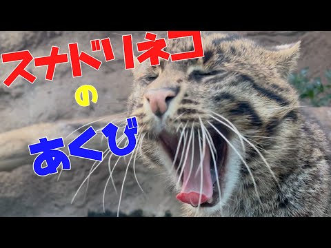 スナドリネコのあくび yawning fishing cat / 神戸どうぶつ王国