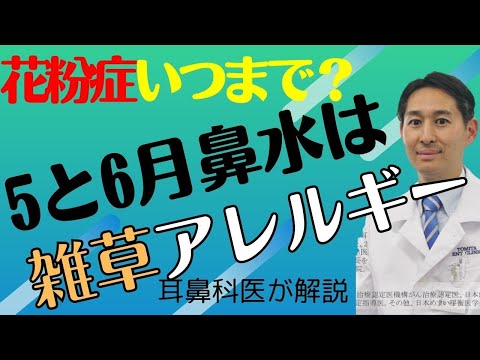 花粉症がいつまで続くの？5月も6月も鼻水出るイネ科花粉症の解説