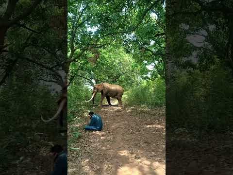 Elephant attack #shorts #short#viral  #youtubeshorts #trending#reels  #youtube #video