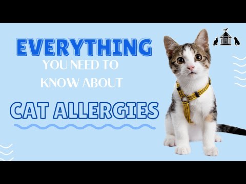 Everything You Need to Know About Cat Allergies