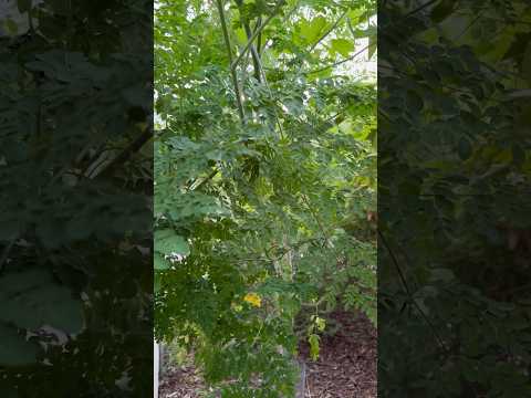 Every part of this tree is edible! Growing “the tree of life” in my backyard.