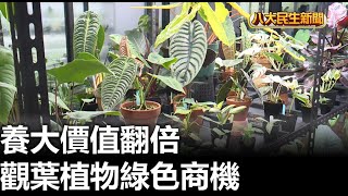 觀葉植物綠色商機 養大價值翻倍 |【民生八方事】| 2023051613 @gtvnews27