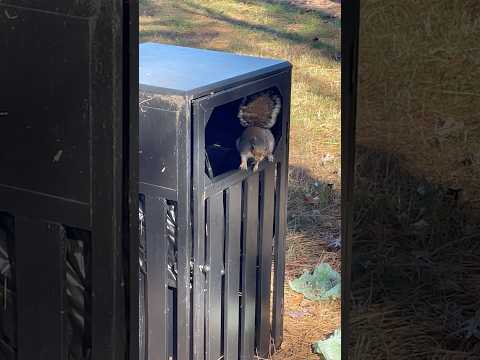 The squirrel likes to dig up garbage | Horizons_視野 | wildlife