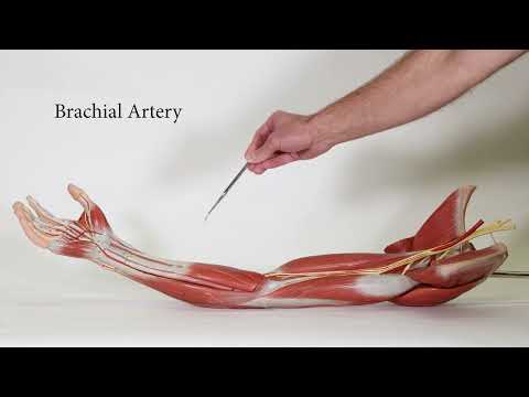 Blood Vessels in Muscle Arm Model