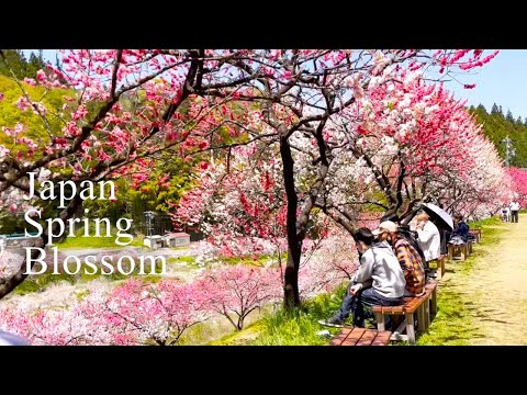 ローズガーデン＆ターシャテューダーの家|癒しの桜とチューリップ|花桃の里|日本の春,旅行Vlog|ガーデンツアー|桜満開名所を訪問