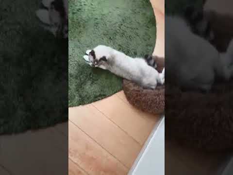 【猫】ふわふわクッションの使い方 #shorts #cat