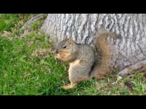 Орешки для бельчонка 🐿️.