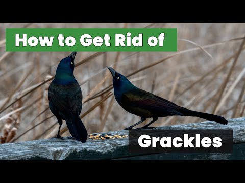 How to Get Rid of Grackles Forever - Guaranteed!