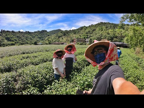 2022/7/9｜庶民牛排｜鵝山茶園｜三奇美徑｜小島日和｜白糖粿販賣所