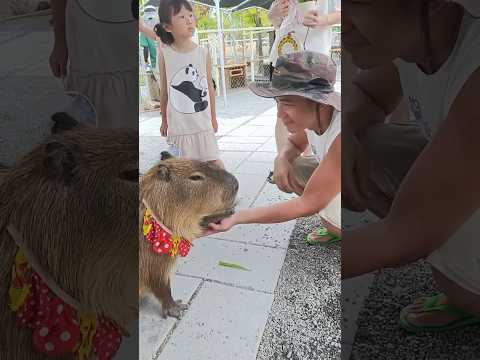 Capybara shakes hands 🤝卡皮巴拉握手會 #capybara #capybaras