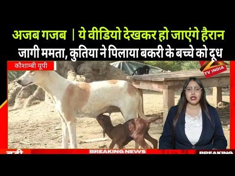 Ajab Gajab News बकरी के बच्चे को फीमेल डॉग ने पिलाया दूध | सोशल मीडिया पर हो रहा #viralvideo