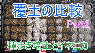 覆土で違いは出るのか？種まき培土とイネニカで実験　Part2　21/3/26