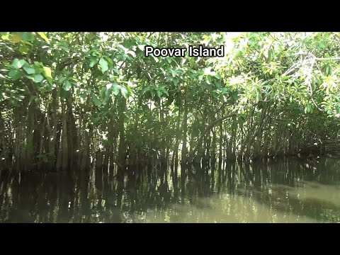 Poovar island | Places to visit | Mangrove forest