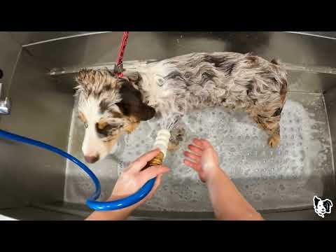 Australian Shepherd PUPPY Groom