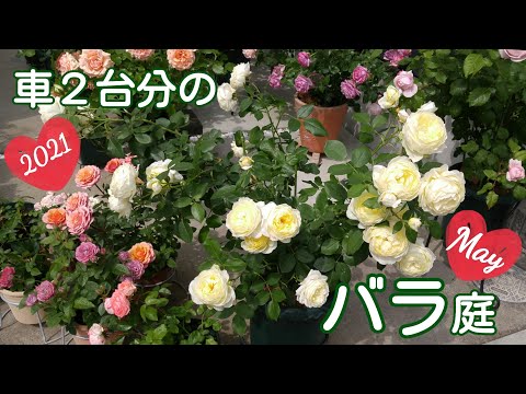 満開を迎えた車２台分のバラ庭🌹【鉢栽培】