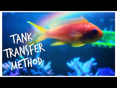 We Quarantine New Fish Using Tank Transfer Method to Avoid Ich!