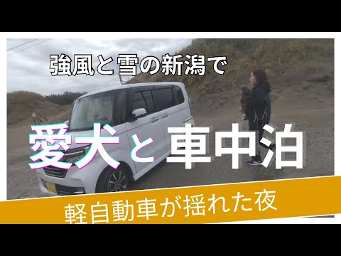 愛犬と女ひとり N-BOX車中泊【理想と現実】雪の新潟、ボス🐶が爆睡するマットレスに四苦八苦する飼い主💦引きこもり親子の非日常車中泊 #ドライブ #トイプードル #50代 #雪国  #道の駅