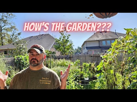 I've Been Gone for 5 Days, Did the Garden Survive? || DHBG