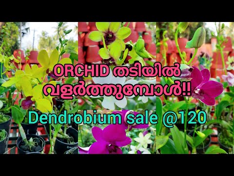 ഓർക്കിഡ് തടികളിൽവേഗത്തിൽ വളർത്താം!! | How to grow orchid on wood piece!! | GARDEN DREAMS