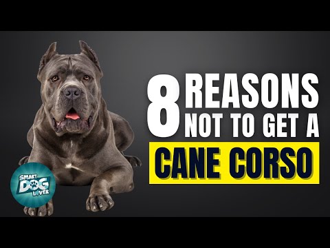 8 Reasons Why You SHOULD NOT Get a Cane Corso