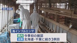 上越市の養鶏場で鳥インフルエンザ発生、188羽の殺処分完了【新潟】UXニュース10月26日OA