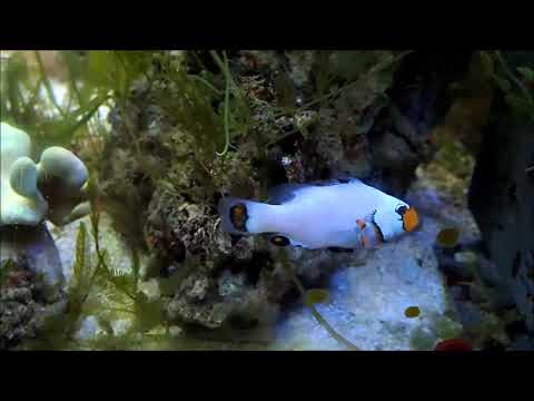 人工白金雪印Platinum Snowflake Clownfish（Captive-Bred） use2K