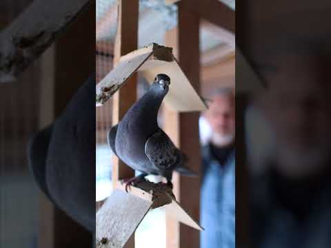 Porumbei Sanatosi - Tratament produse premium #pigeon #porumbei #pigeonlover #foryou