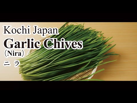 Garlic Chives