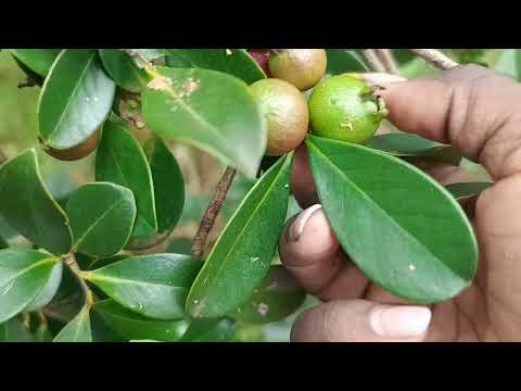 harvesting Red strawberry quavas