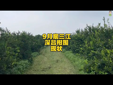 9月底三江深吕柑围现状，树茂盛草多，可惜太阳果也不少