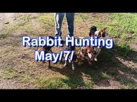 Dry Creek Hunting Dogs Rabbit Hunting    May 7 2024