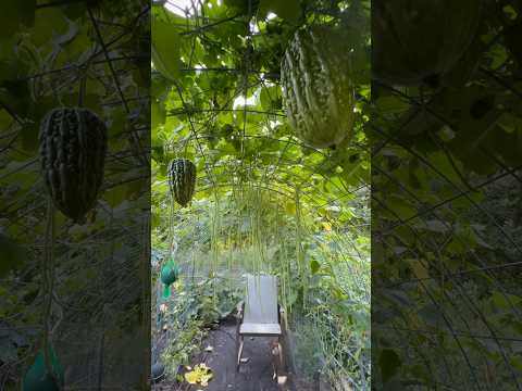 Waterfall long beans 摘不败高产豇豆 8/30/2024